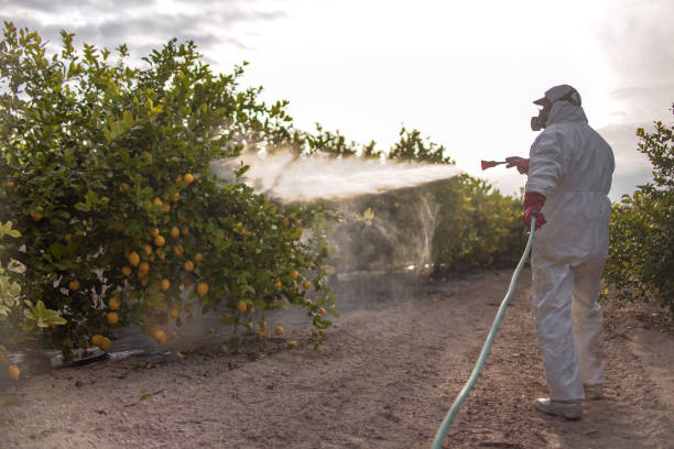 Wasp Removal Services in Rio Vista, CA
